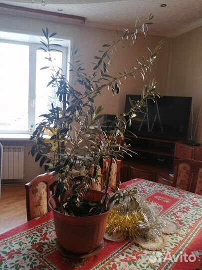 Олива дерево