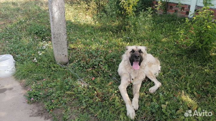 Алабай