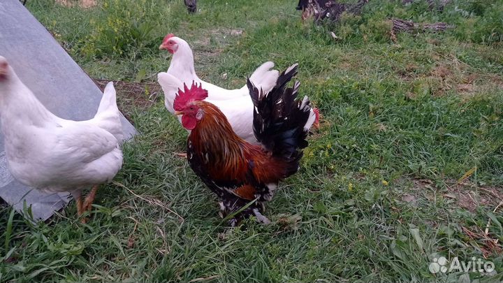 Карликовый петух