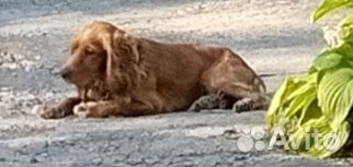 Вязка Кокер спаниель