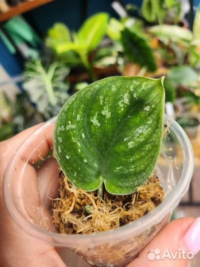 Сциндапсус Silver star