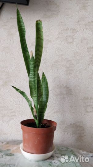 Сансиеверия