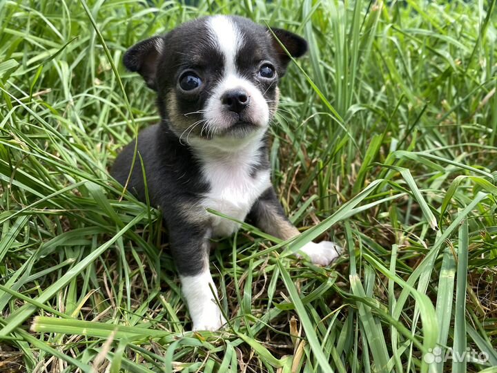 Щенки чихуахуа