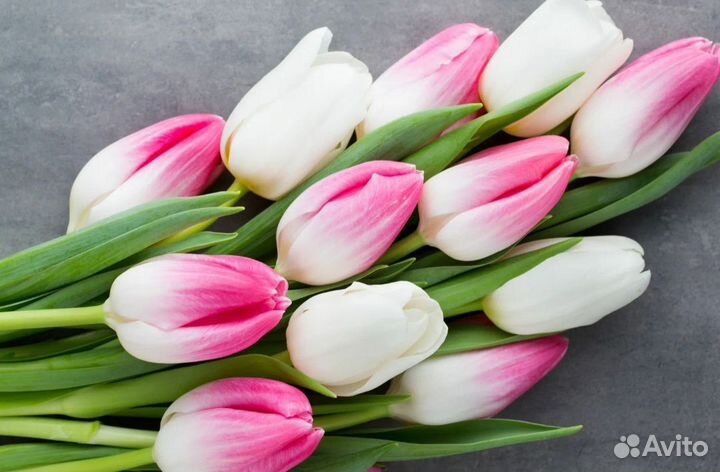 Тюльпаны к 8 марта букеты розница