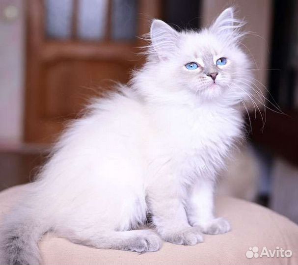 Невские маскарадные котята