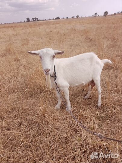 Козёл, и две козочки