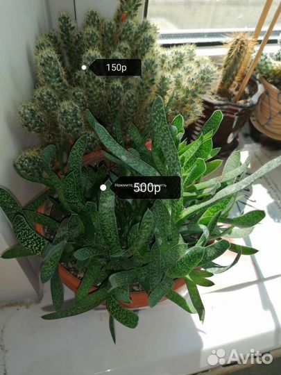 Толстянка (Crassula) жасмин