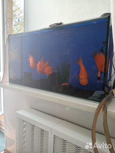 Аквариум с рыбками