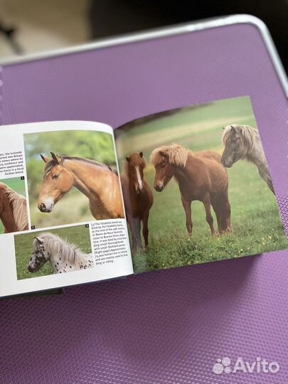 Породы лошадей