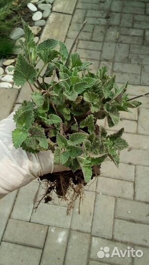 Мята, монарда