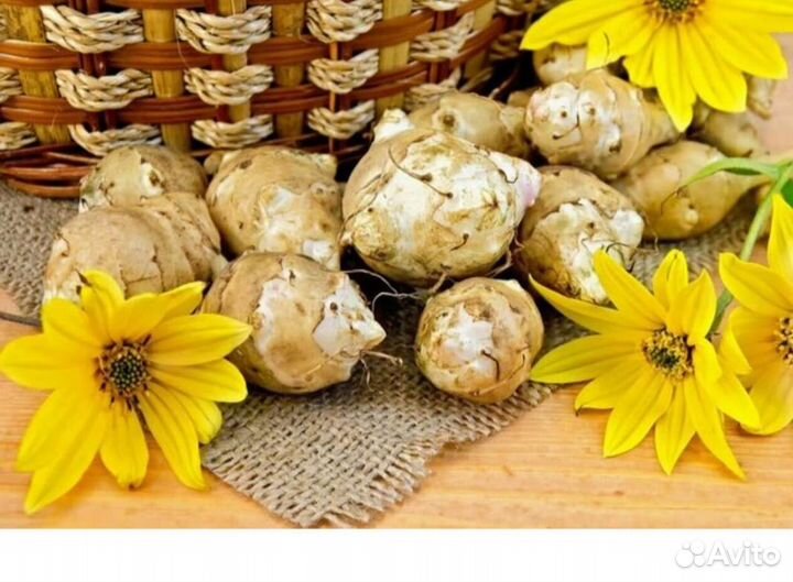 Свежие клубни топинамбура