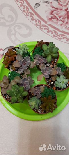 Композиции из суккулентов