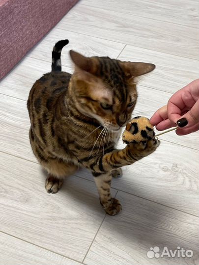 Передержка кошек на время отпуска