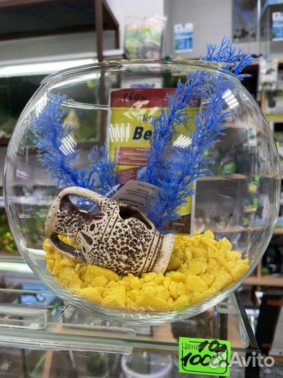 Рыба петушок