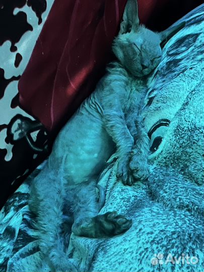 Котята сфинкс браш