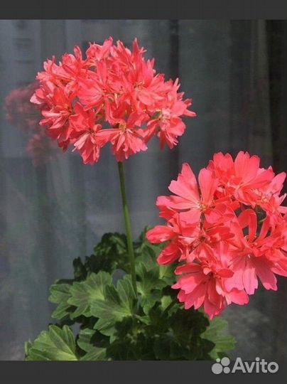 Пеларгонии сортовые 