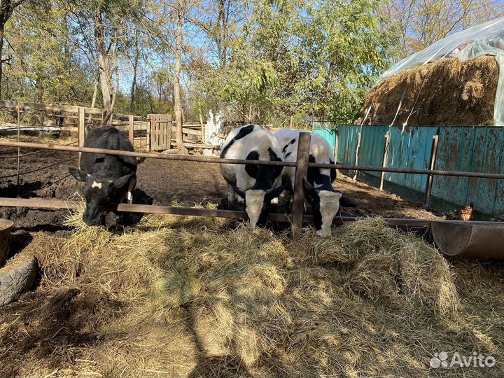 Бычки телки