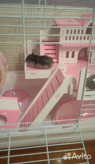 Хомячки с клетками(корм, наполнитель)