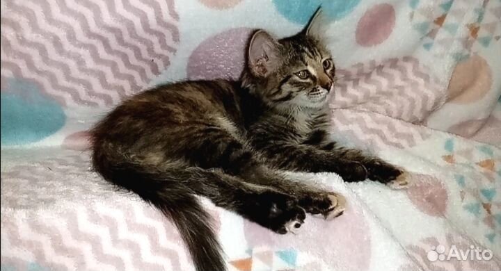 Ищем дом для котят