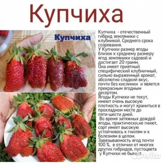 Рассада землеклубники Купчиха (конец августа)
