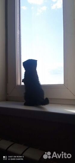 Котенок девочка