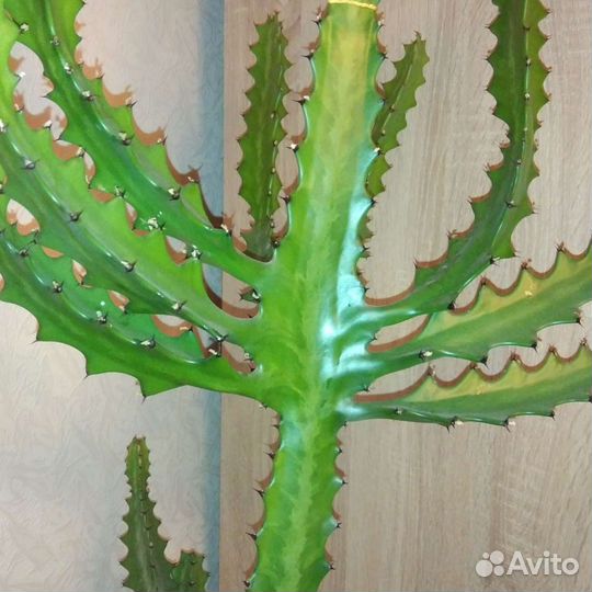 Кактус детки