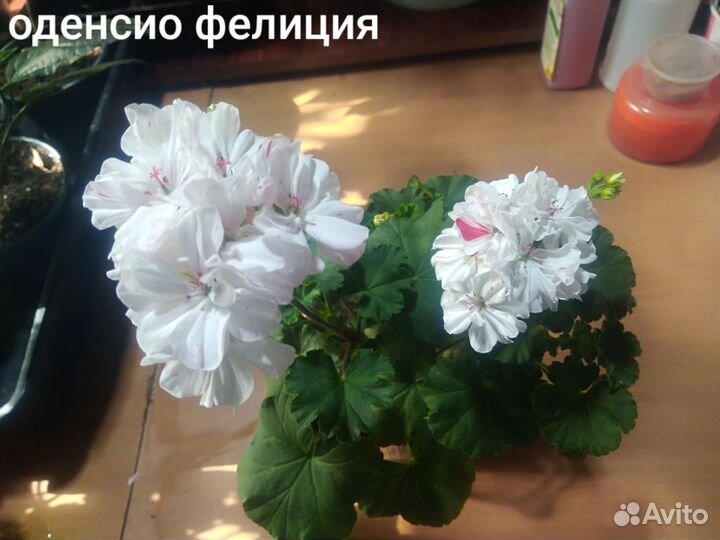 Сортовые пеларгонии