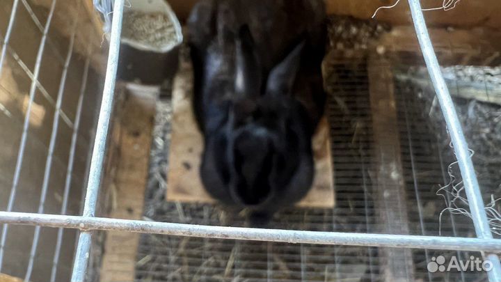 Калифорнийские кролики