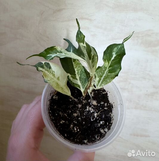 Фикус керли