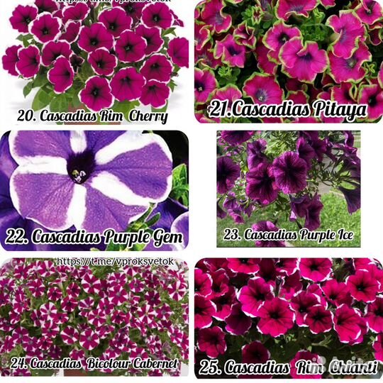 Петуния, калибрахоа, вербена вегетативная