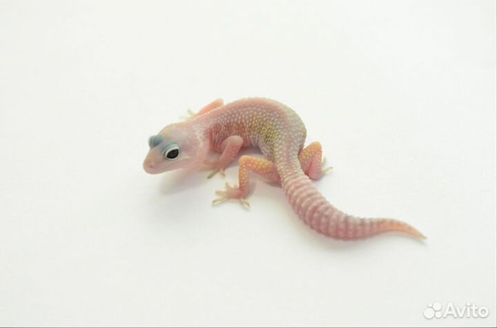 Пятнистый эублефар