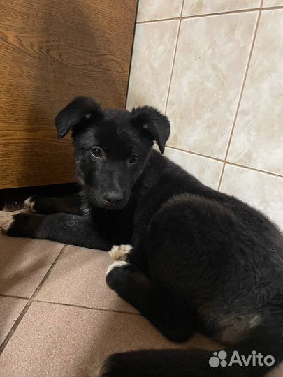 Щенок Багира в добрые руки бесплатно