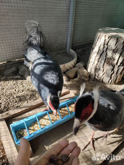 Фазаны и бентамки