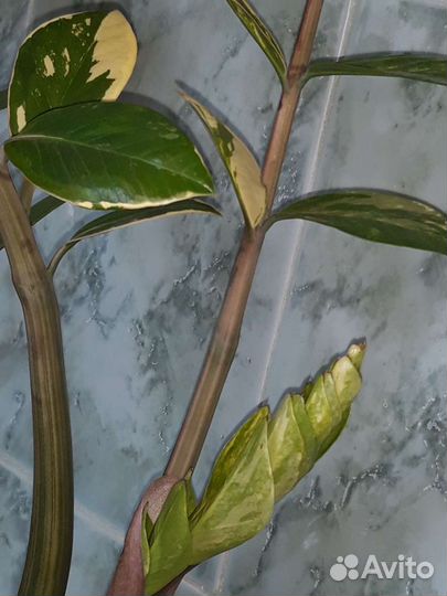 Замиокулькас (долларовое дерево)