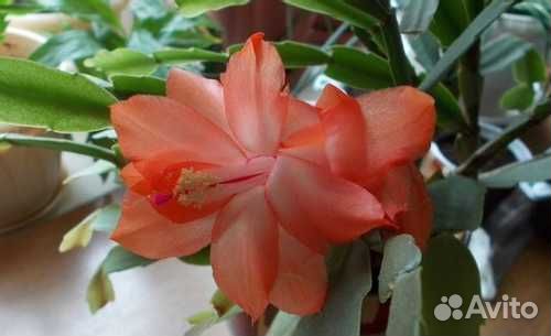 Комнатные цветы