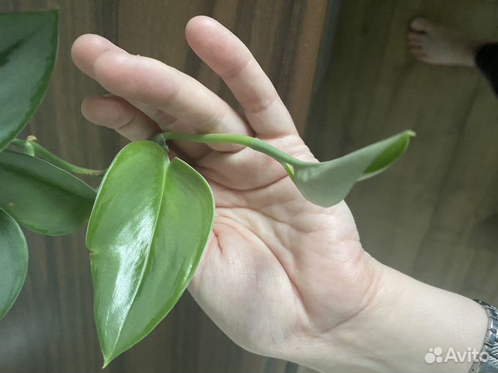 Сциндапсус мунлайт