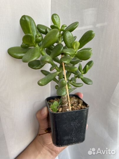 Суккуленты