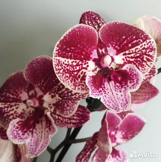 Орхидея Биг Лип