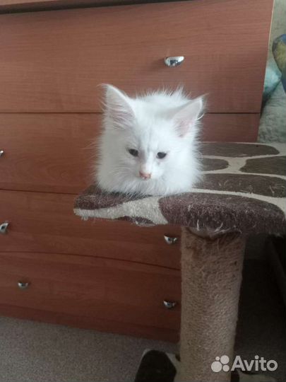 Котята в добрые руки бесплатно