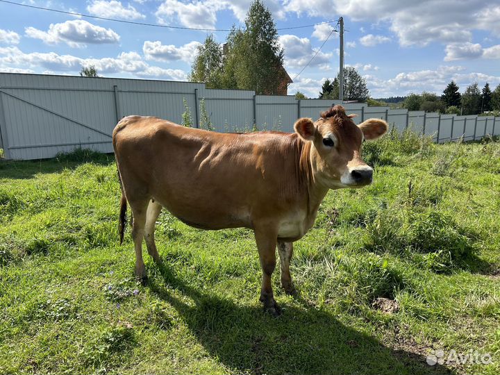 Тёлка Джерси