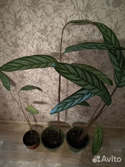 Комнатные цветы