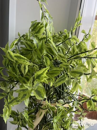 Педилантус