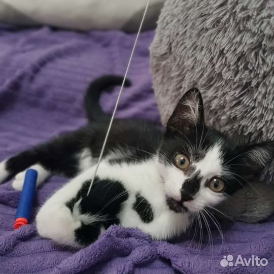 Котенок девочка ищет семью