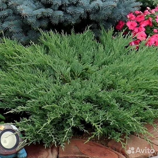 Можжевельник горизонтальный Andorra Compacta