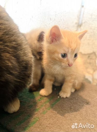 Котята