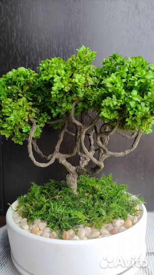 Бонсай/подарок/флорариум