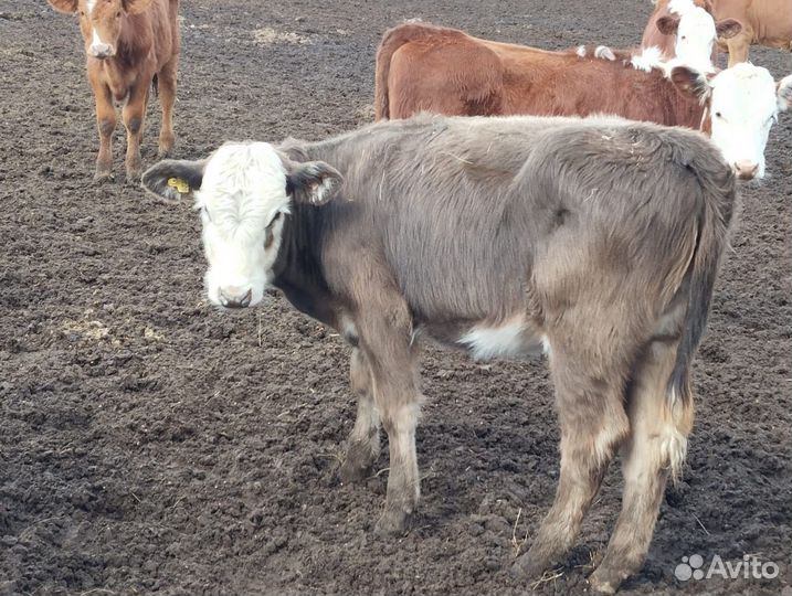 Телята телочки