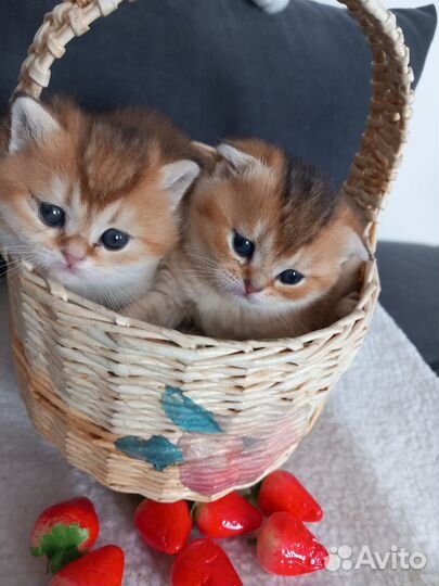 Шотландские котята
