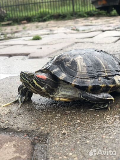 Красноухая черепаха бесплатно