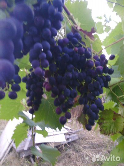 Саженцы винограда Молдова